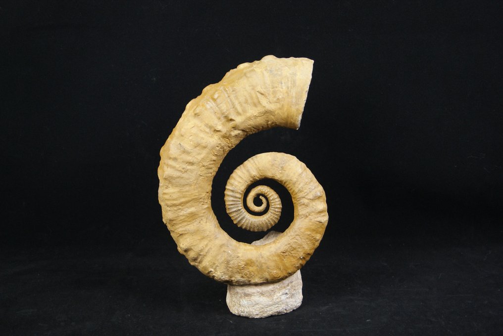 Kæmpe heteromorf ammonit - Forstenet skal - 31 cm #2.1