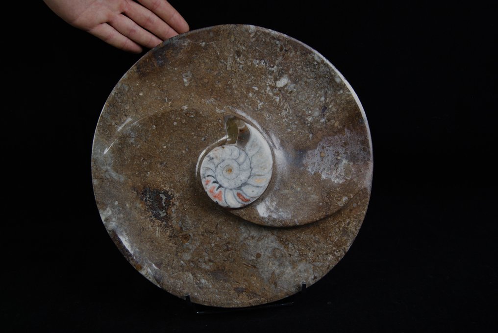 Πιάτο Γωνιατίτη - Απολιθωμένα τμήματα - 30 cm - 30 cm #2.2
