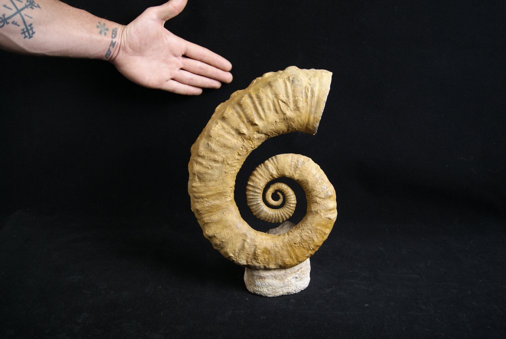 Stor heteromorf ammonitt - Fossilt skjell - 31 cm #3.1
