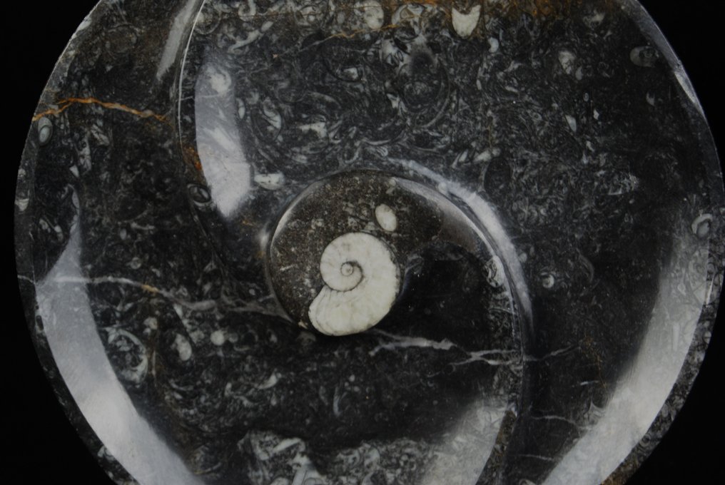 Goniatittplate - Fossilt fragment - 25 cm - 25 cm #3.2