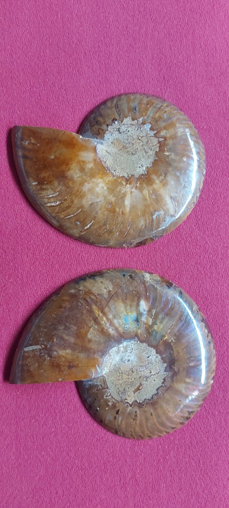海螺 海贝 - Nautilus fossile #1.2