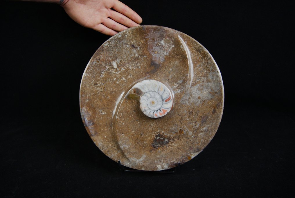 Goniatitterplade - Fossilt fragment - 30 cm - 30 cm #1.1