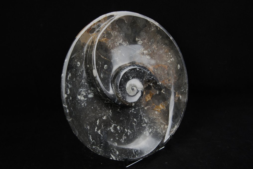 Goniatitterplade - Fossilt fragment - 30 cm - 30 cm #3.2