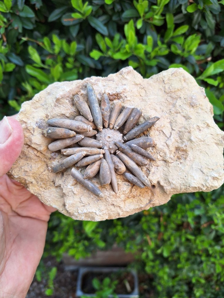 Erizo de mar - Animal fosilizado - Asterocidaris bistriata #1.2
