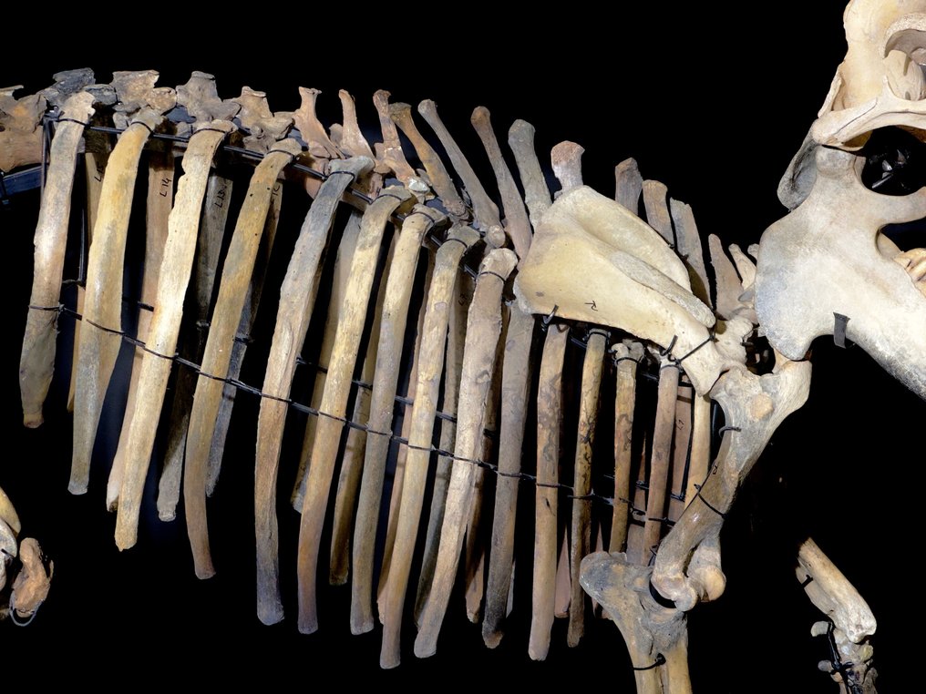 Nijlpaard - Fossiel skelet - Hippopotamus lemerlei - 171 cm - 91 cm #2.2