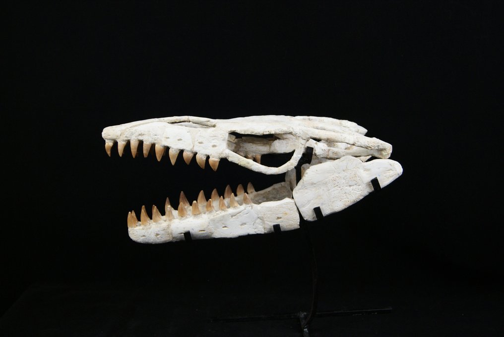 Crânio enorme do Mosasaurus Anceps - Crânio fóssil - Mosasaurus Anceps - 43 cm #2.2