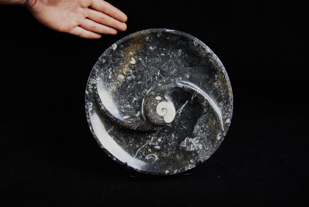 Goniatites lemez - Fosszilis töredék - 25 cm - 25 cm #1.1