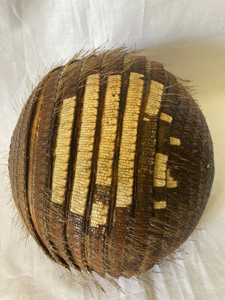 Mand - Niet gevonden Levensgrote mand van een gordeldier eind 19e eeuw, begin 20e eeuw - Gordeldiershell en weefsels #1.2