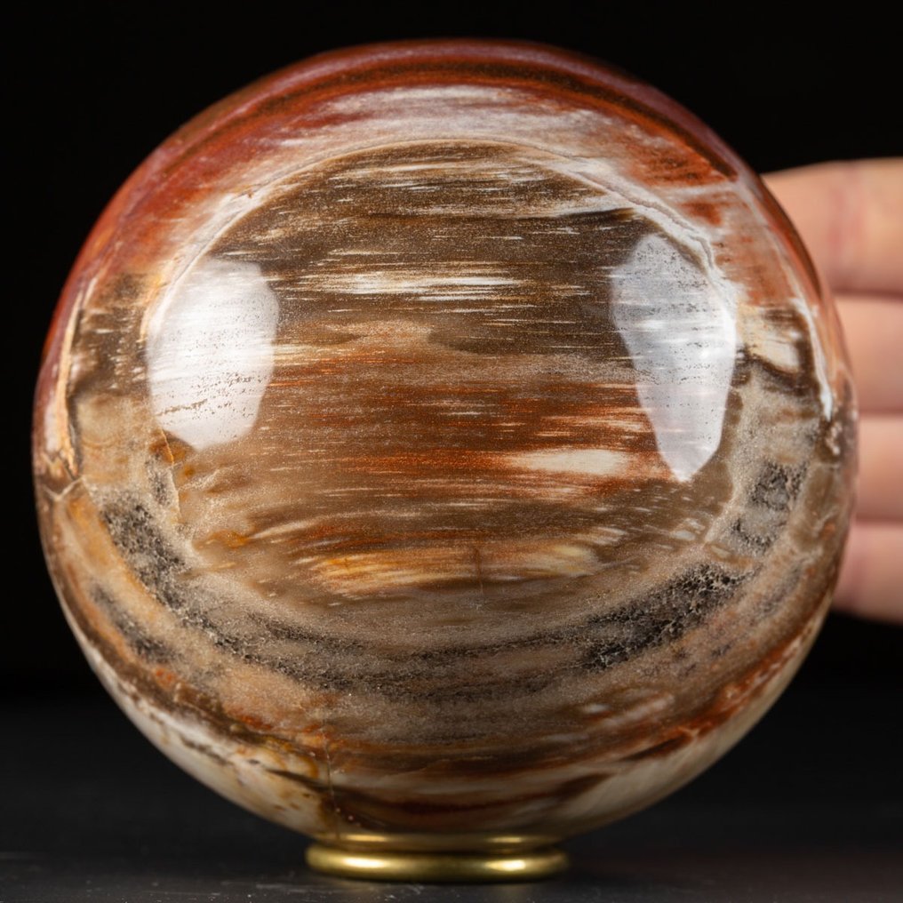 Sphère en bois fossile poli - Sphère en bois fossile - Fragment fossilisé - 113 mm - 113 mm #1.2
