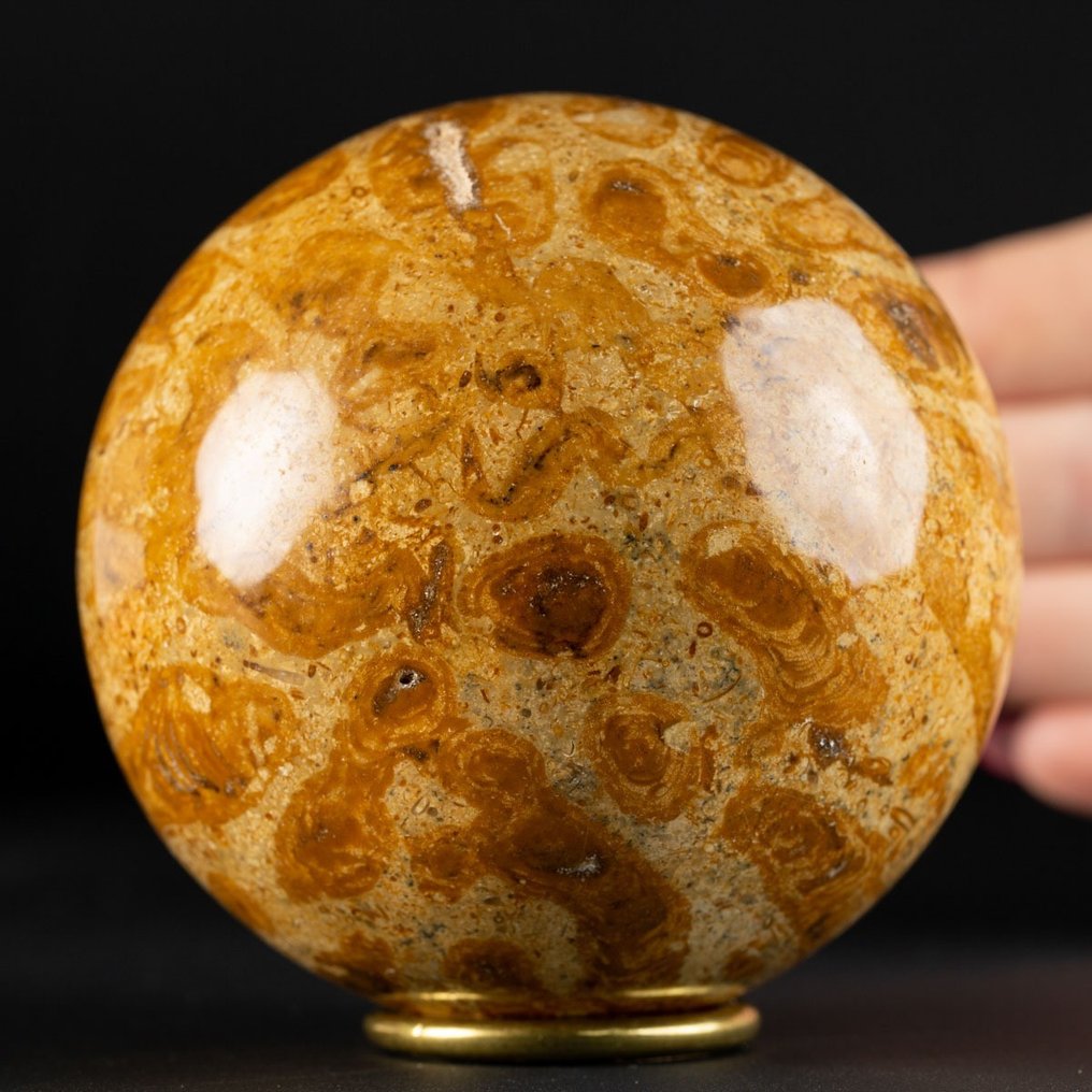 Een exclusief Jurassic Coral - Fossiel skelet - Large Fossil Coral Sphere - 86 mm - 86 mm #1.2