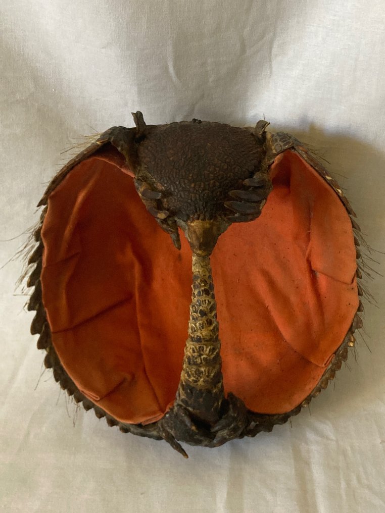 Mand - Niet gevonden Levensgrote mand van een gordeldier eind 19e eeuw, begin 20e eeuw - Gordeldiershell en weefsels #1.1
