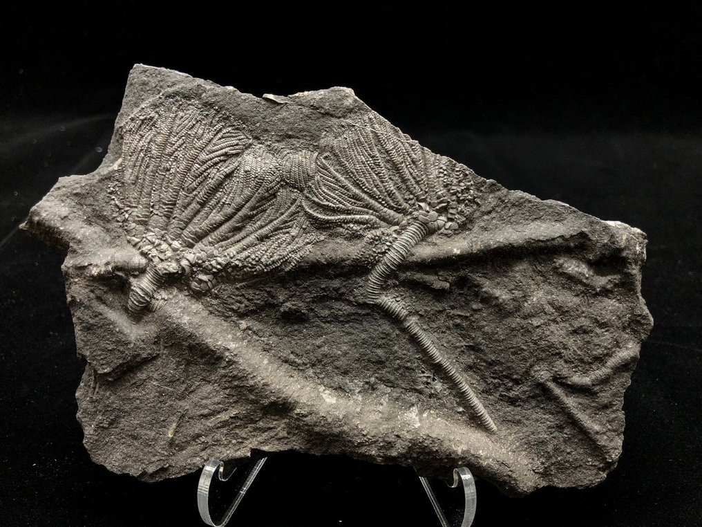 Merililja - Fossiilinen matriisi - Crinoidea - 15 cm - 10 cm #1.1
