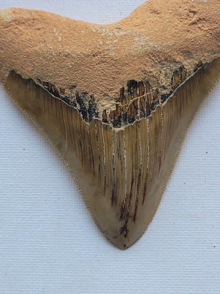 Megalodonte - Dente fossile #1.2