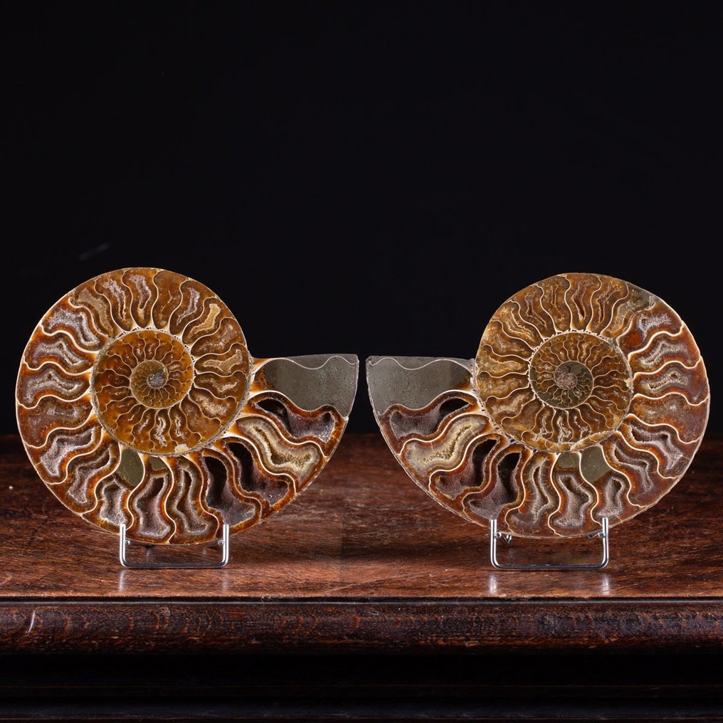 帶有暴露室的菊石切片 - 動物化石 - Ammonite Cleoniceras - 180 mm - 155 mm #2.1