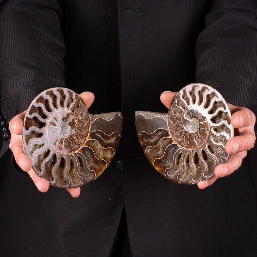 Leikattu ammoniitti, jossa on esillä olevat kammiot - Kivettynyt eläin - Ammonite Cleoniceras - 180 mm - 155 mm #1.2