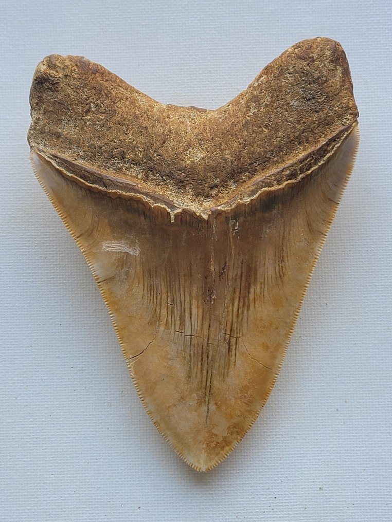 Megalodon - Fossil tand - 13 cm - 9.7 cm #2.1