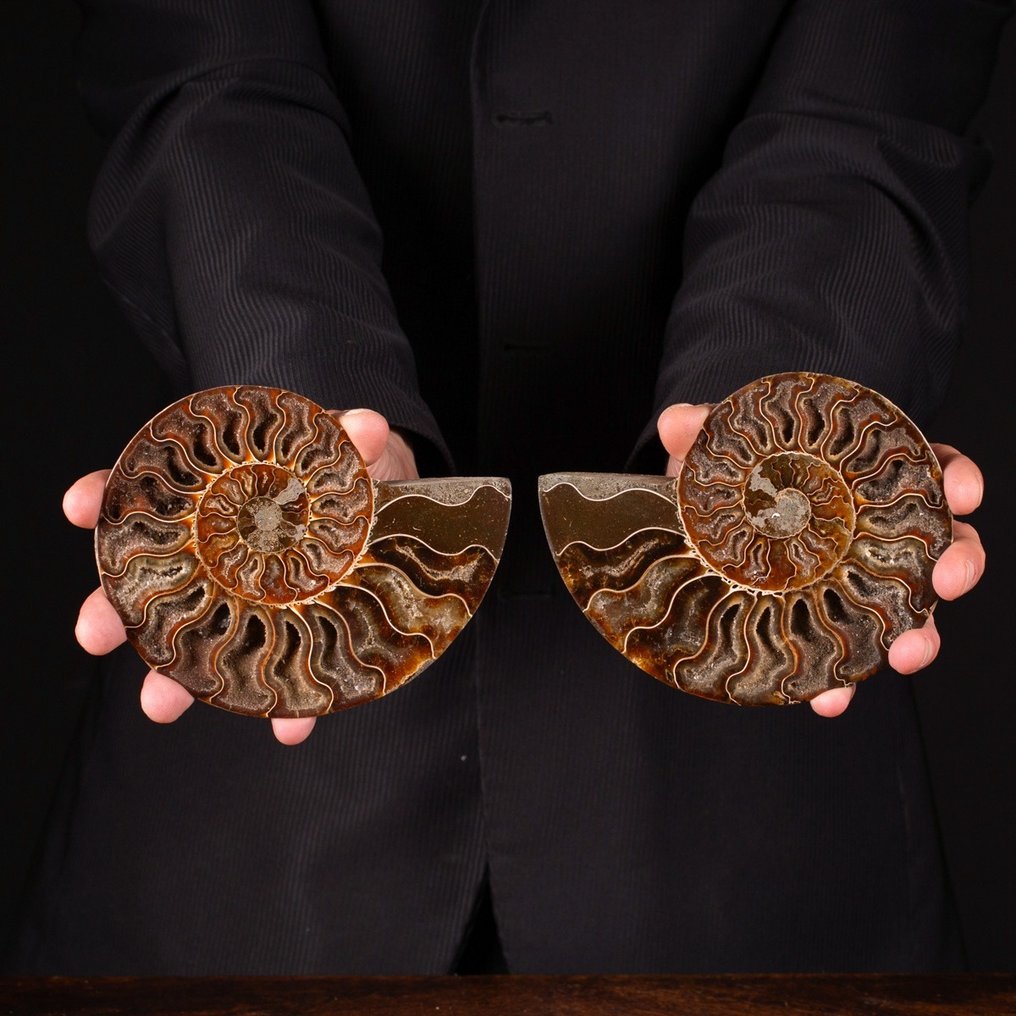 Ammonite sectionnée avec chambres exposées - Animal fossilisé - Ammonite Cleoniceras - 180 mm - 155 mm #1.1