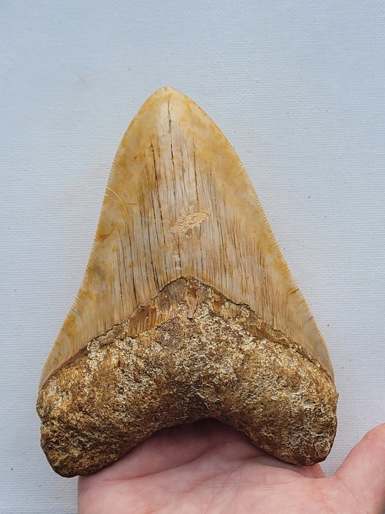 巨牙鯊 - 牙齒化石 - 13 cm - 9.7 cm #1.1
