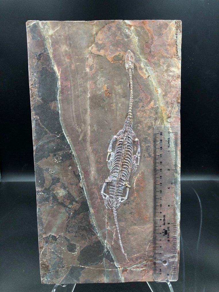 plate matrix化石 - BIG Keichousaurus sp. - 36 cm - 20 cm #1.2