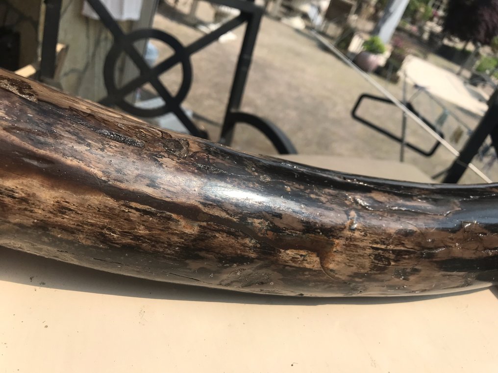 Mammouth laineux - Dent fossile - 67 cm - 7 cm #3.1