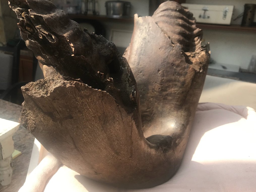 Mammut Lanoso - Cranio fossile - 20 cm - 33 cm #1.0