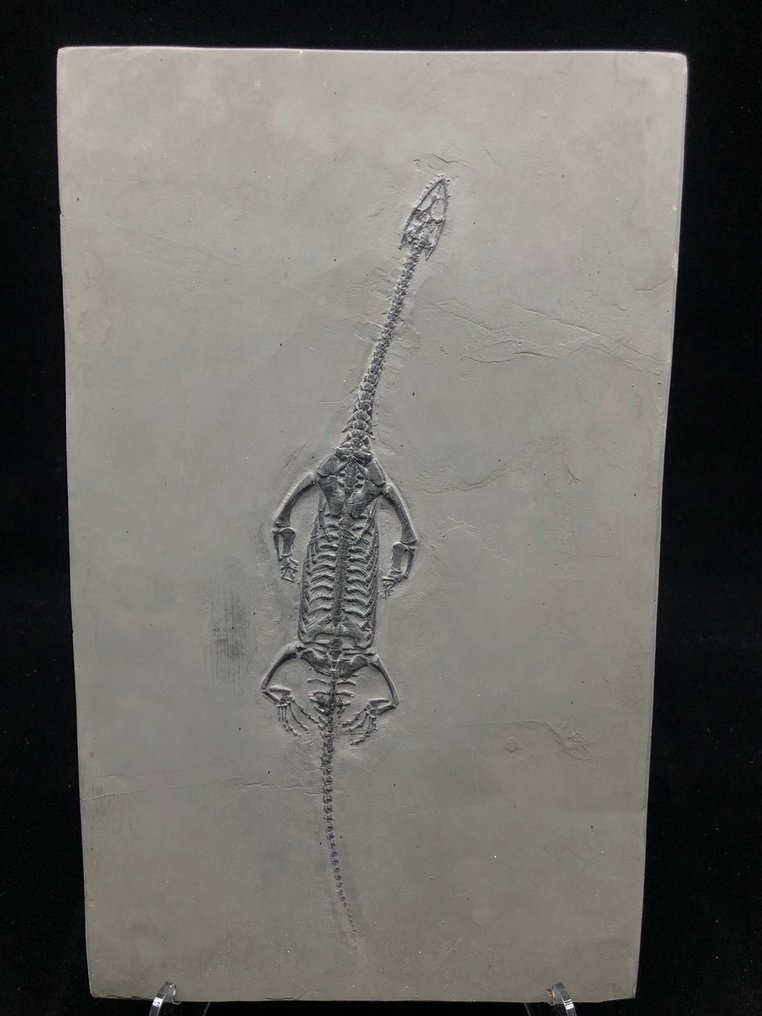 Fossil - Fossil matrix - Keichousaurus sp. - 28 cm - 17.5 cm #1.1