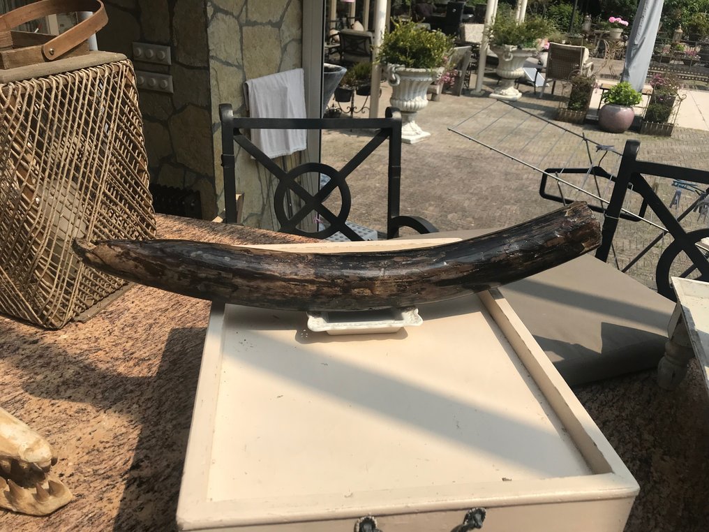 Mammouth laineux - Dent fossile - 67 cm - 7 cm #2.1