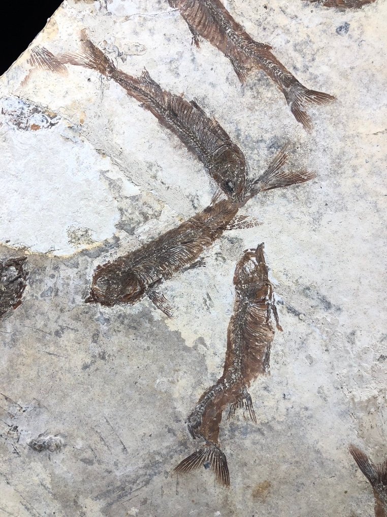 Fossil matris - Lycoptera - 37 cm - 31 cm #2.2