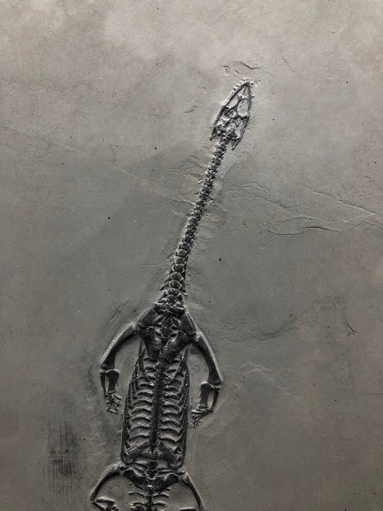 Fossil - Fossil matrix - Keichousaurus sp. - 28 cm - 17.5 cm #2.1