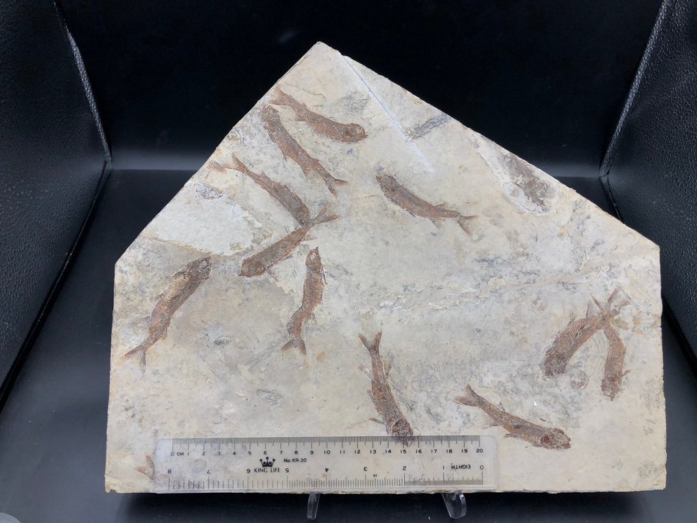 Fossil matris - Lycoptera - 37 cm - 31 cm #3.2