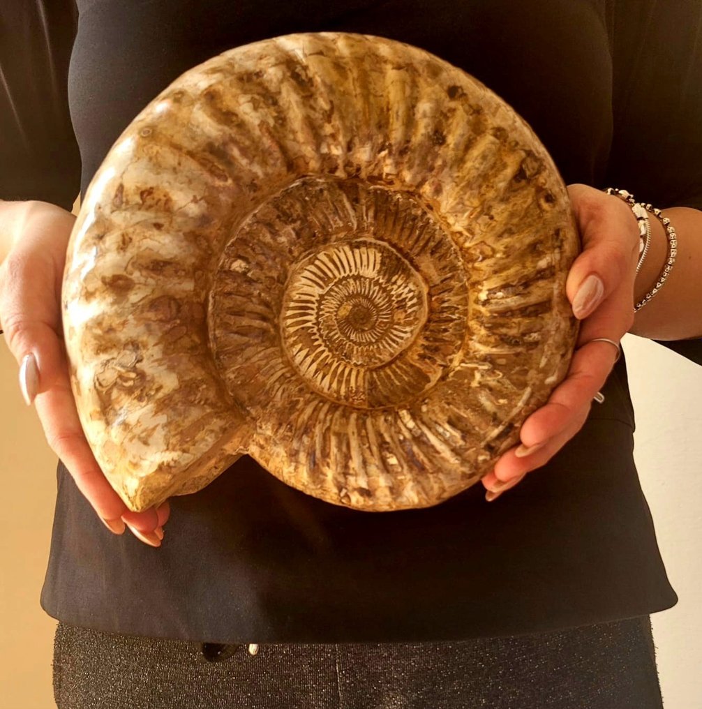 Ammonit - Forstenet dyr - 22 cm - 27 cm #1.1