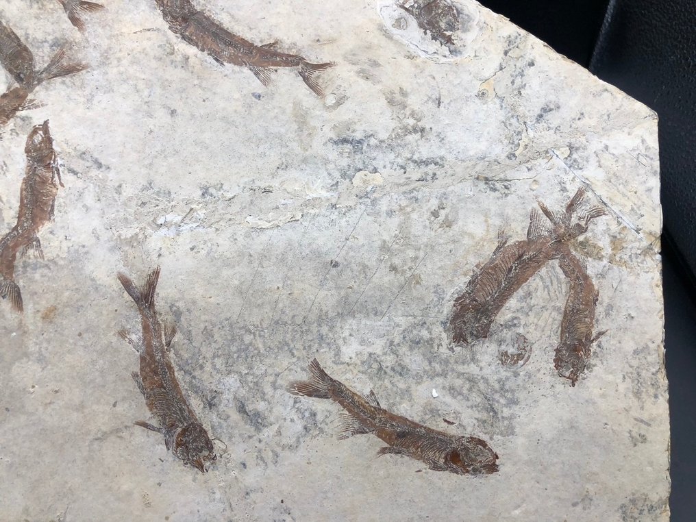 Fossil matris - Lycoptera - 37 cm - 31 cm #3.3