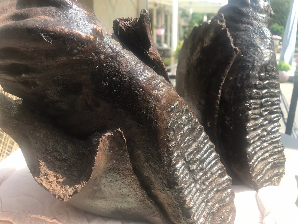 Zebră - Craniu fosilă - 20 cm - 33 cm #3.2