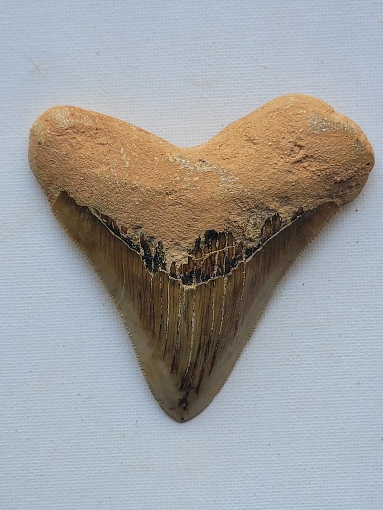 Megalodonte - Dente fossile #3.2