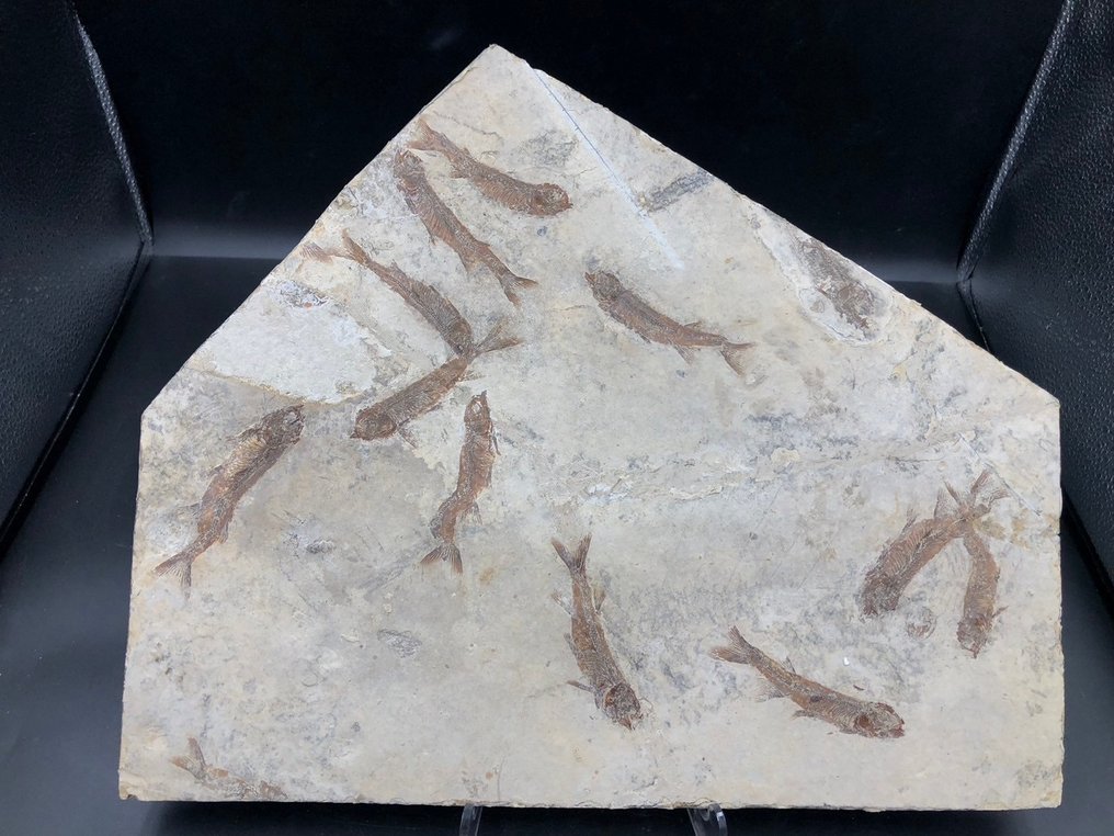 Fossil matris - Lycoptera - 37 cm - 31 cm #1.1