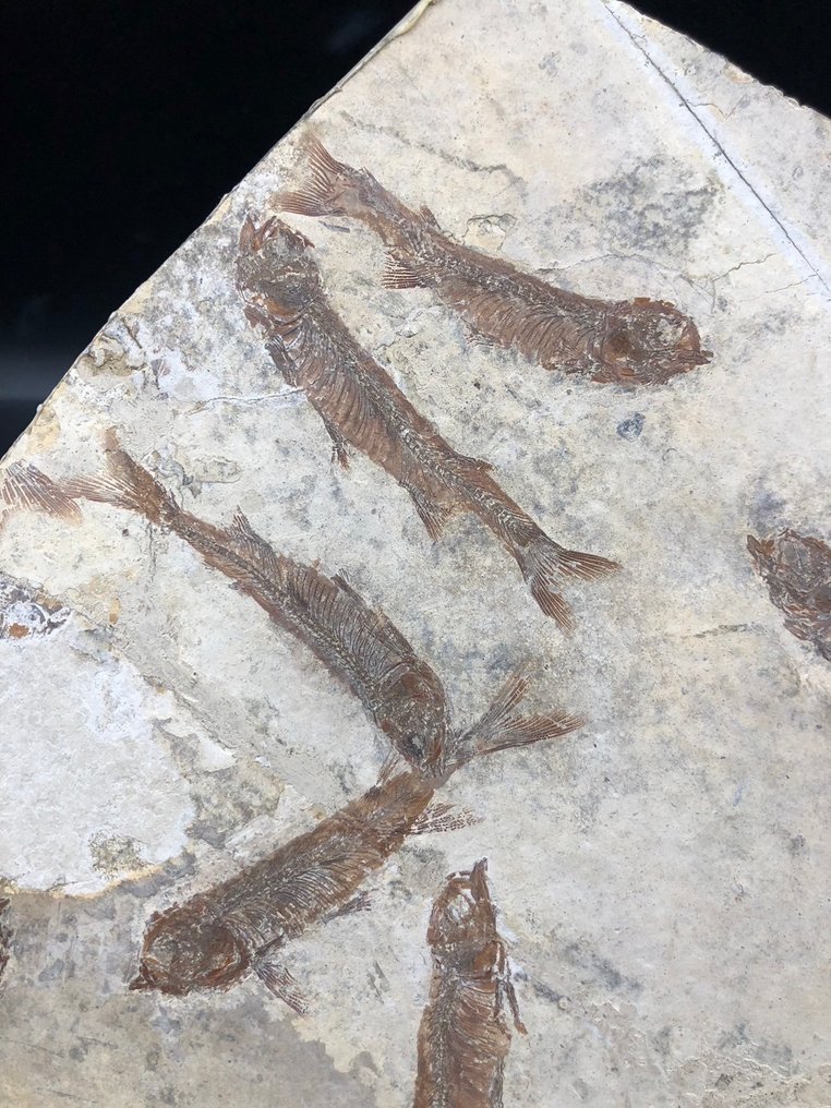 Fossil matris - Lycoptera - 37 cm - 31 cm #2.1