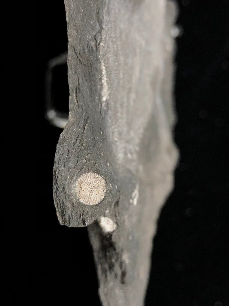 Liliowiec - Matryca (skamieniałości) - Crinoidea - 15 cm - 10 cm #3.2