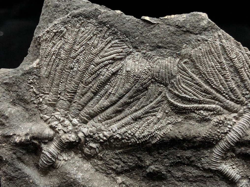 Sjöliljor - Fossil matris - Crinoidea - 15 cm - 10 cm #2.1