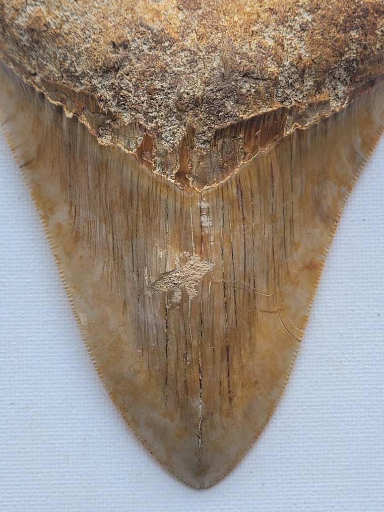 巨牙鯊 - 牙齒化石 - 13 cm - 9.7 cm #1.2