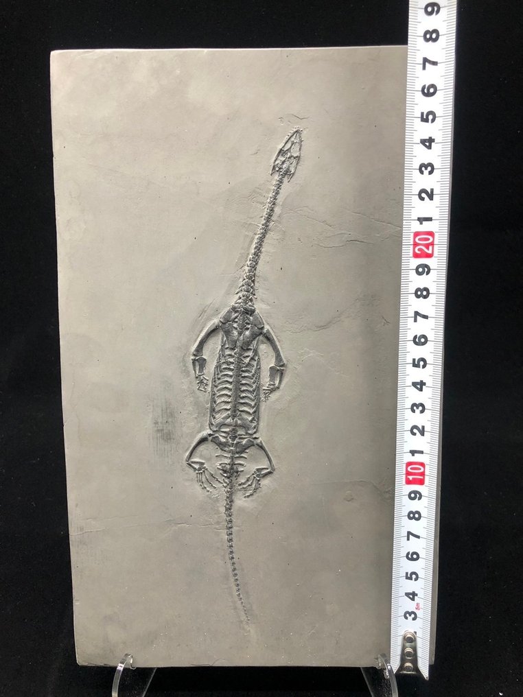 Fossil - Fossil matrix - Keichousaurus sp. - 28 cm - 17.5 cm #1.2