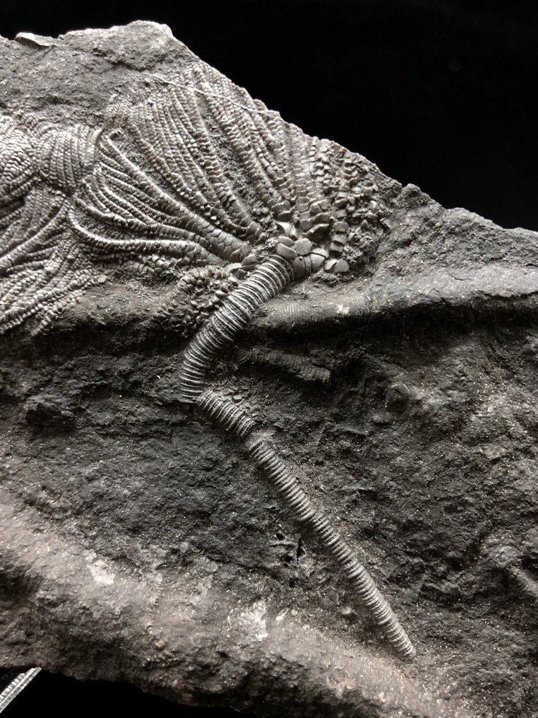 Giglio di mare - Matrice fossile - Crinoidea - 15 cm - 10 cm #3.1