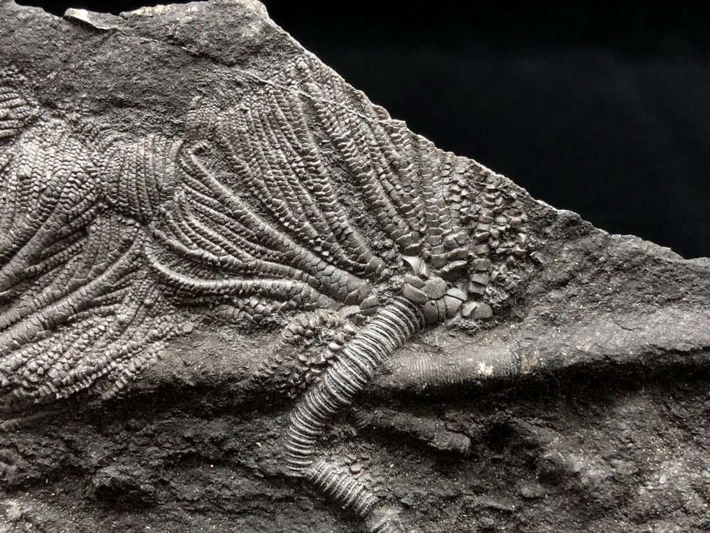 Sølilje - Fossil matrix - Crinoidea - 15 cm - 10 cm #2.2