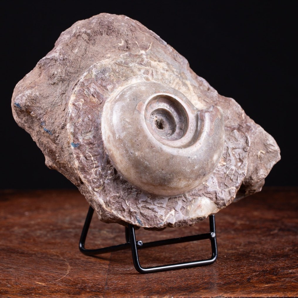 Storslået fossil af Metalegoceras - Forstenet dyr - Timor - Ammonite - 210 mm - 160 mm #2.1