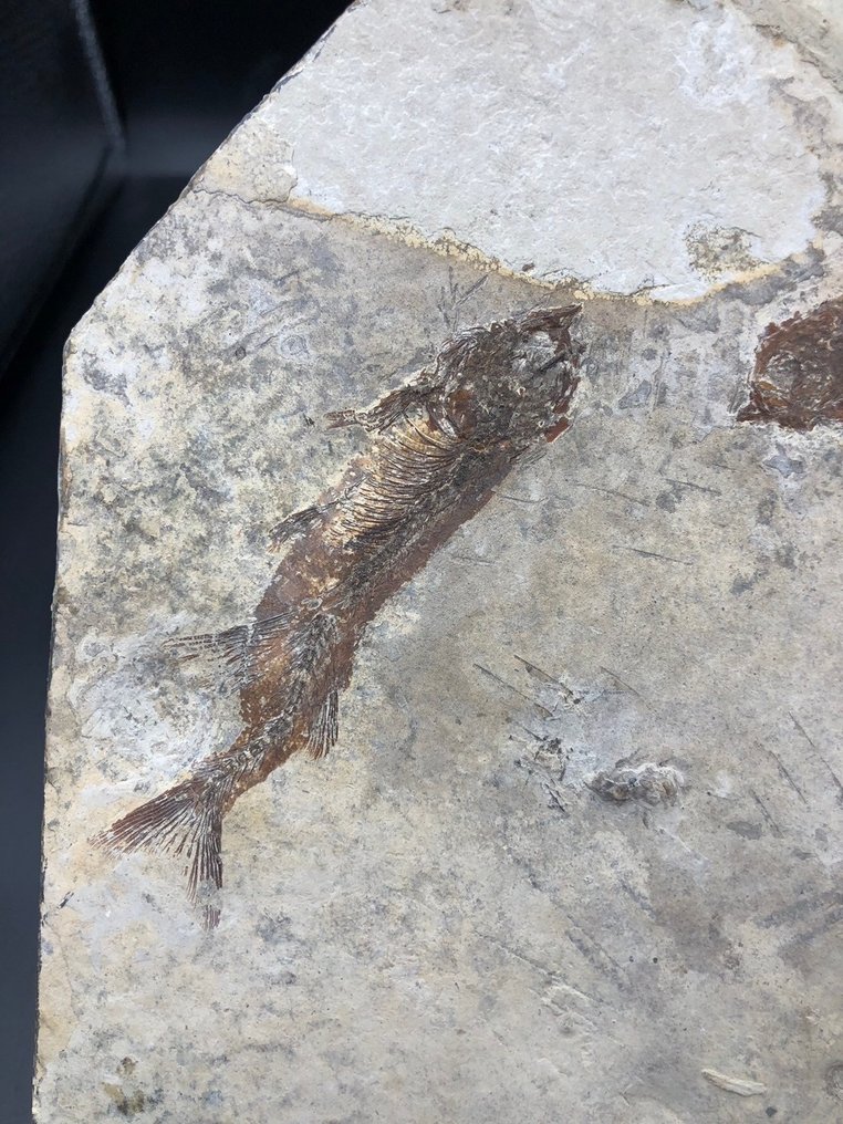 Fossil matris - Lycoptera - 37 cm - 31 cm #3.1