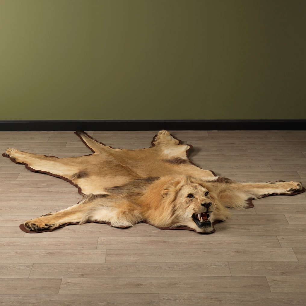 成年雄性非洲獅地板皮膚，有詳細的頭部 標本全身支架 - Panthera leo - 30 cm - 230 cm - 295 cm - CITES 附件2 - 歐盟內附件B #1.2