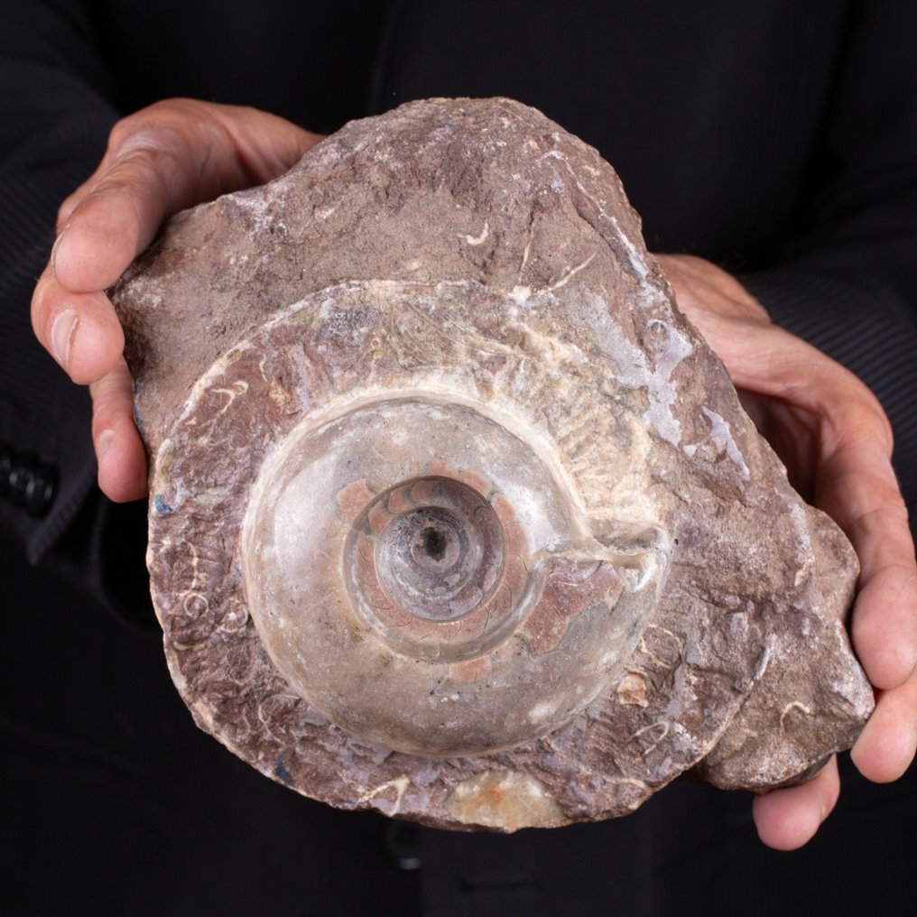宏偉的金屬角化石 - 動物化石 - Timor - Ammonite - 210 mm - 160 mm #1.1