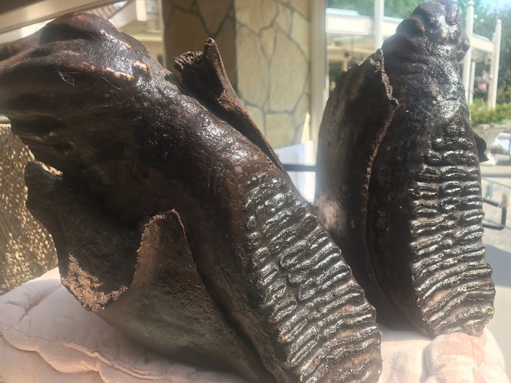 Villamammutti - Fossiilinen kallo - 20 cm - 33 cm #3.1