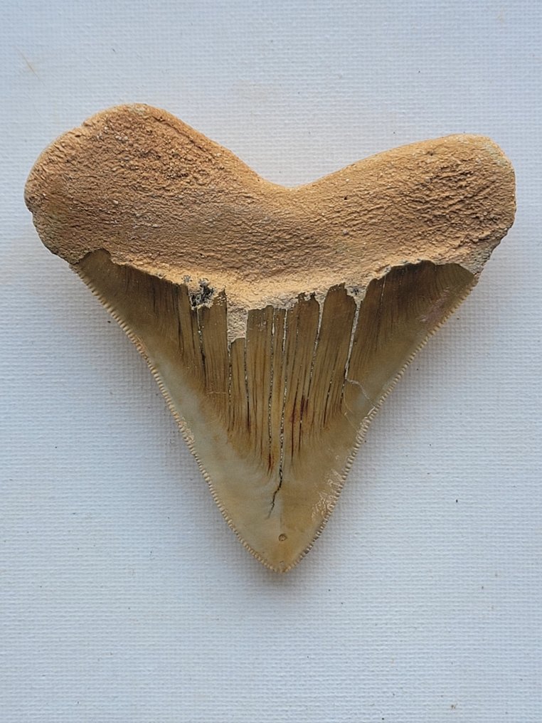 Megalodonte - Dente fossile #3.1