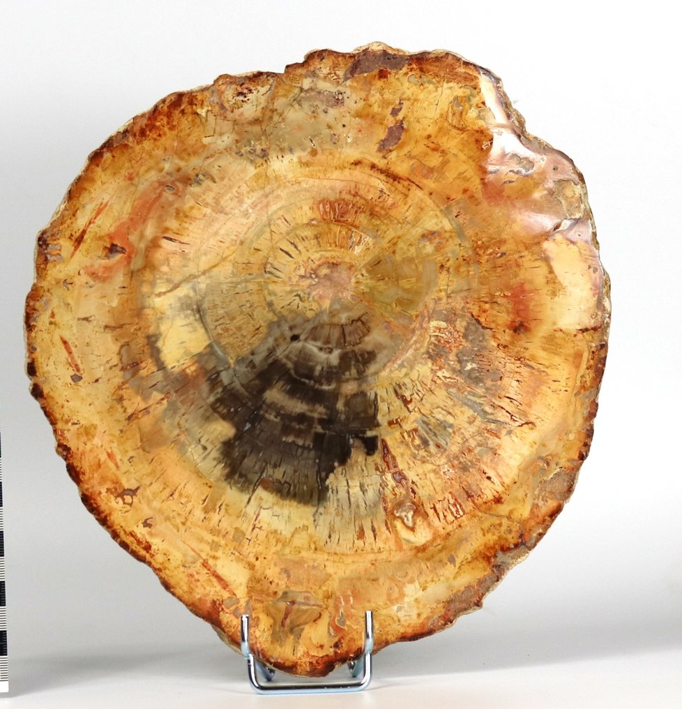 支架上的裝飾木化石 - 拋光，顏色漂亮，尺寸大 - 植物化石 - 26 cm - 23.7 cm #2.1