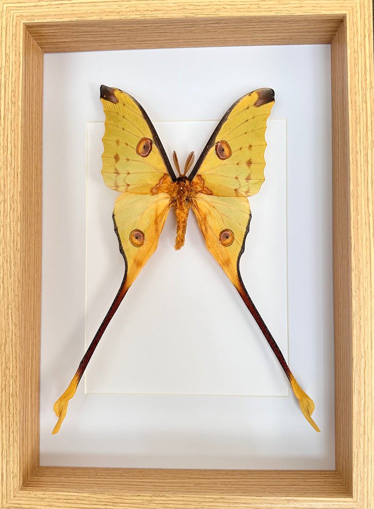 Σκώρος Βάση ταρίχευσης ολόκληρου σώματος - Papillon Comète XL Argema Mittreï ( Mâle) - 22.5 cm - 31.5 cm - 5 cm - Είδη που δεν ανήκουν στο CITES #1.1
